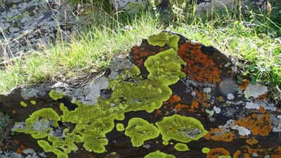 Georgische Heerstraße: Flechten auf einem Stein neben der Sameba-Kirche