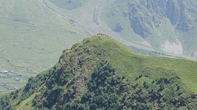 Georgische Heerstraße: Kühe auf einer Bergweide