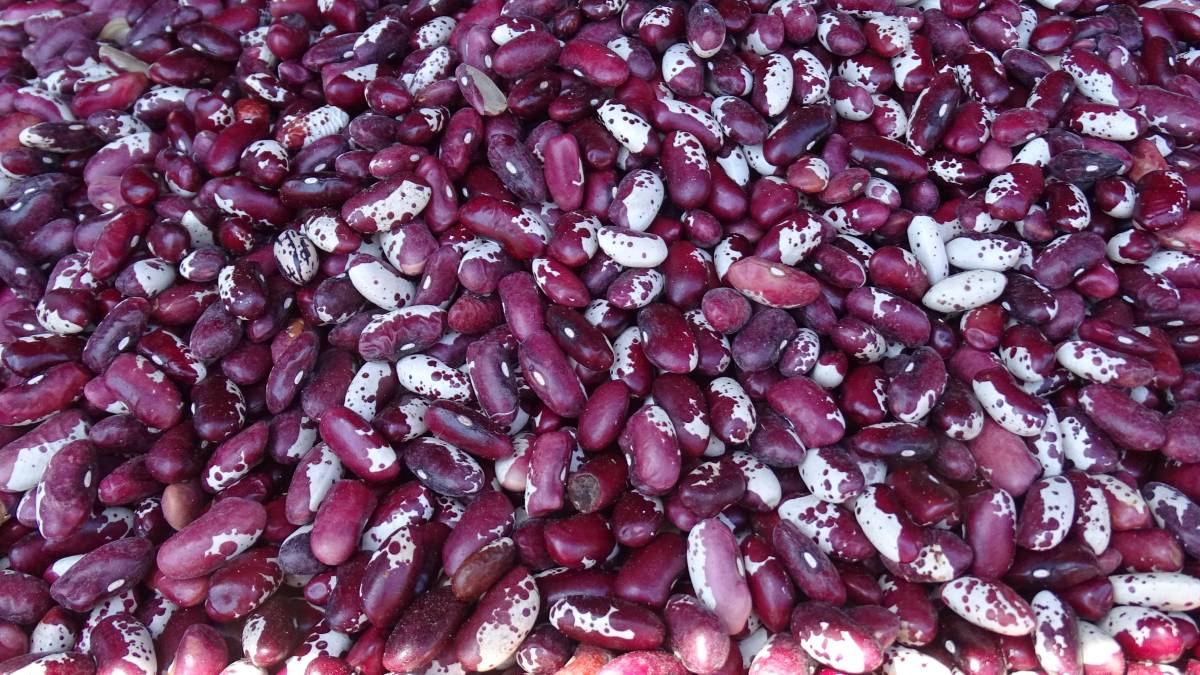 Lobio: Gekochte Kidney-Bohnen dienen als Basis für das Gericht