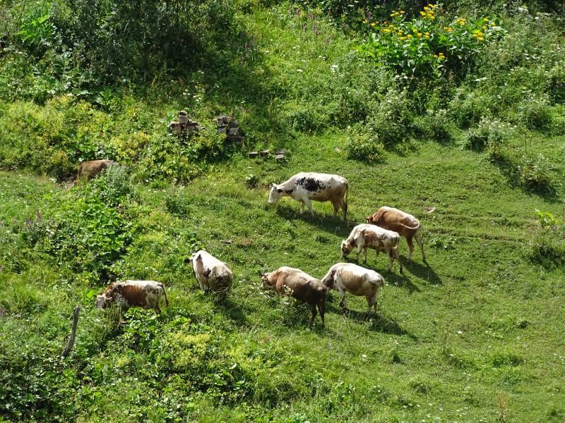 Chewsureti: Kühe unterhalb der Straße auf der Weide