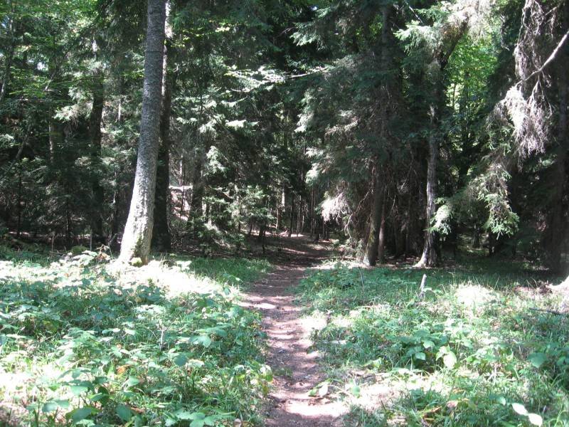 Naturpark Borjomi-Charagauli: Der Wanderweg führt durch die Wälder des Parks