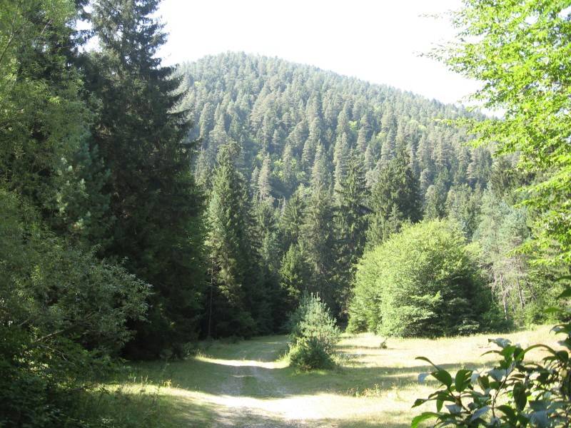 Naturpark Borjomi-Charagauli: Lichtung mit der Möglichkeit zu Rast oder Camp