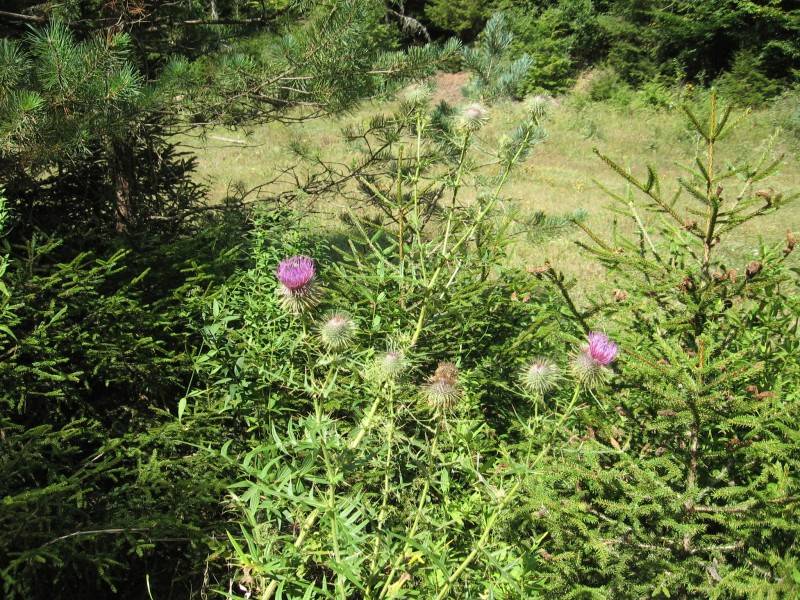 Naturpark Borjomi-Charagauli: Blumen im Wald