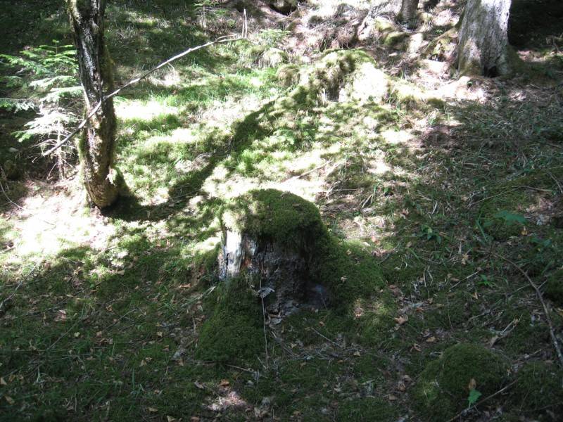 Naturpark Borjomi-Charagauli: Gefällte Bäume bleiben im Kreislauf der Natur
