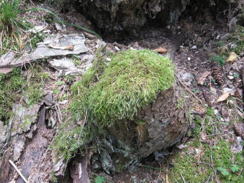 Naturpark Borjomi-Charagauli: Der Wald ist sich selber überlassen