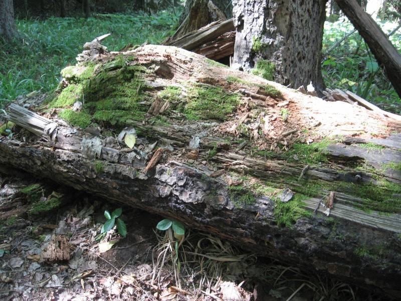 Naturpark Borjomi-Charagauli: Ein Stamm vermodert