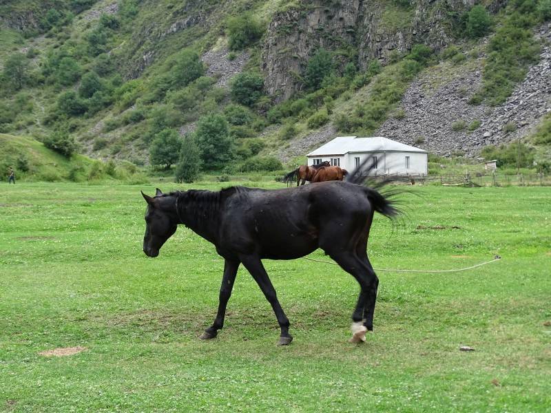 Schatili: Oberhalb des Dorfs ist eine Weide