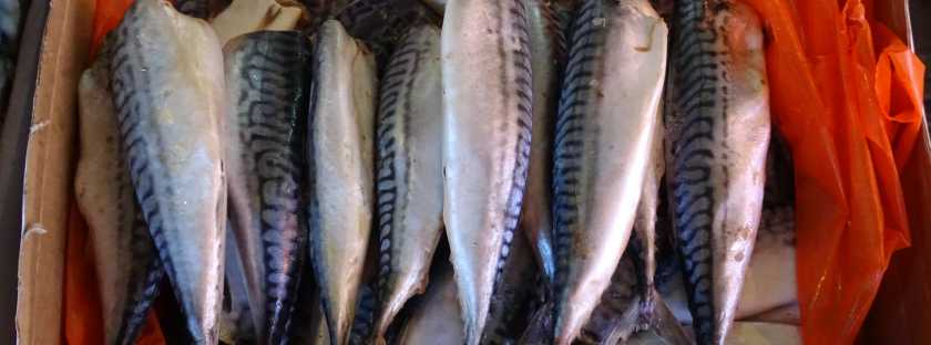 Georgische Küche: Fisch aus Flüssen und Seen in Georgien im Kaukasus, Fische aus dem Schwarzen Meer, Süsswasserfische, Seewasserfische, Kauf auf dem Markt