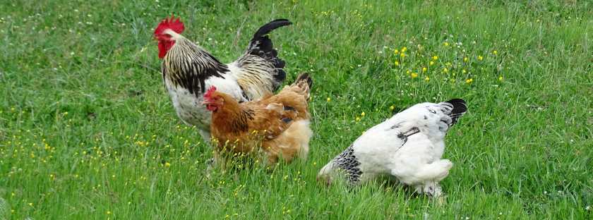 Georgische Fleischgerichte: Saziwi und Bazhe - Geflügel - Hähnchen in Nusssauce - Rezept aus Georgien Zubereitung Anleitung Zutaten