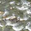 Fluss im Tal von Sairme - Mineralwasser und Heilquelle in Georgien