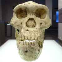In Dmanissi gefundender Schädel des Homo Erectus in einer Ausstellung des Nationalen Museums in Tbilissi - Georgische Archäologie - Ausgrabungen in Georgien: Frühgeschichte und Geschichte in Georgien