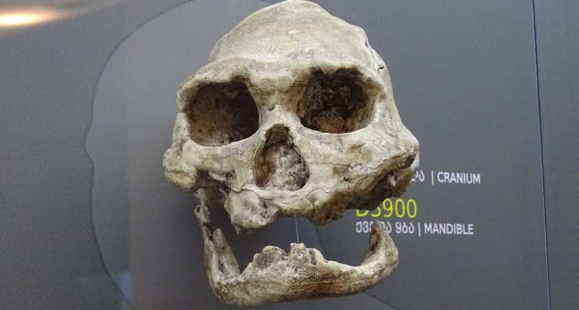 In Dmanissi gefundender Schädel des Homo Erectus eines alten Mannes ohne Zähne in einer Ausstellung des Nationalen Museums in Tbilissi