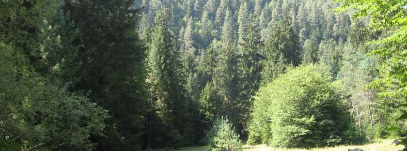 Nordmanntanne: deutscher Weihnachtsbaum aus Georgien, Produzenten aus Dänemark, Samen georgisches Saatgut, schlechte Arbeitsbedingungen, Bäume bei Borjomi Nordmanntanne: deutscher Weihnachtsbaum aus Georgien, Produzenten aus Dänemark, Samen georgisches Saatgut, schlechte Arbeitsbedingungen, Bäume bei Borjomi