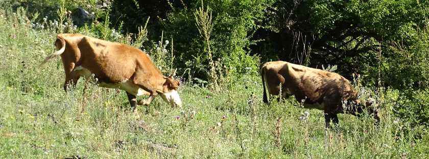 Viehhaltung in Georgien: Rinder und Schweine, Viehweide, Kleinbauern, Familienbetriebe, Heu Futter im Winter, Export lebender Tiere, Schlachthöfe, Fleischproduktion
