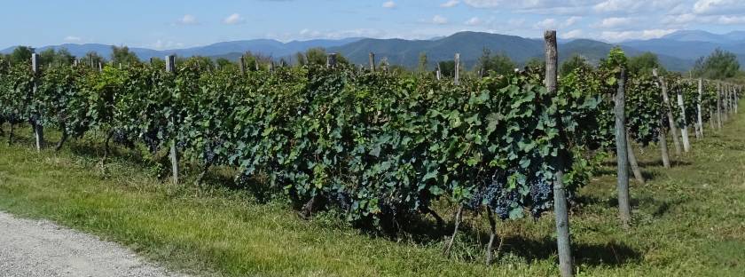 Georgischer Wein ✔ Anbau von Wein in der Ebene ✔ Kacheti ✔ Ostgeorgien ✔ Weintrauben ✔ Rebsorten ✔ Weinreben ✔ Anbaugebiete ✔ Reben ✔ Kwewri
