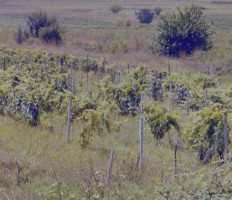 Weinbau in der Provinz Kacheti in Georgien - georgische Region des Weinanbau, wein, Weinherstellung, Weintrauben, Weinreben in Ostgeorgien - Geschichte aus dem Mittelalter - Reisebericht Urlaub 2004 Tourismus, Touristen