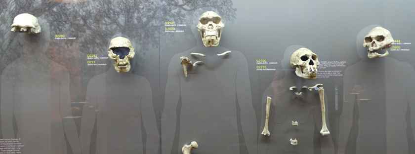 Funde des Homo Erectus in Dmanissi - Nationales Museum in Tbilissi - Archäologische Funde in Georgien Funde des Homo Erectus in Dmanissi - Nationales Museum in Tbilissi - Archäologische Funde in Georgien