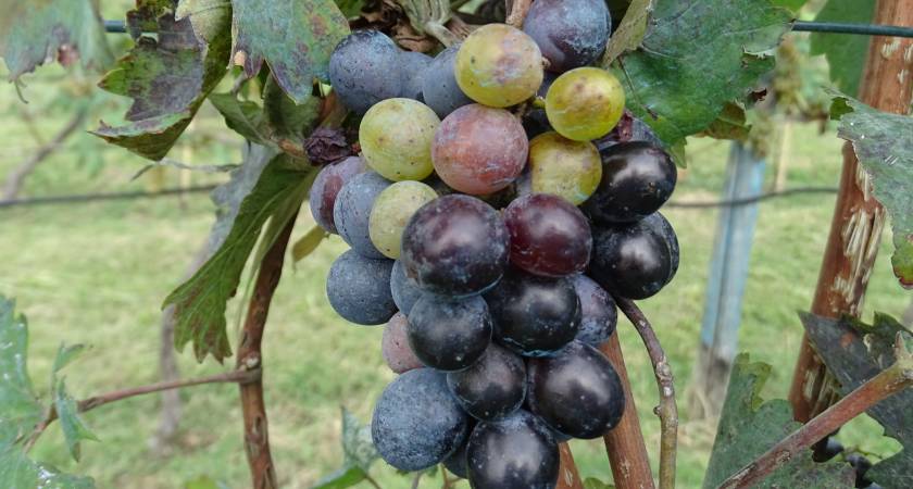 Trauben zur Weinproduktion in Georgien ✔ Kwewri ✔ Rebsorten ✔ Forschung ✔ Archäologische Fundstücke ✔ Weinbau ✔ Georgien