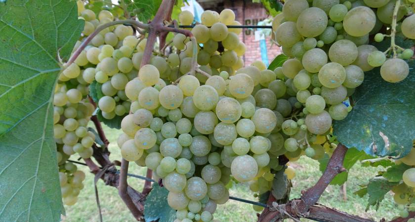 Weintrauben zur Weinproduktion im Kwewri ✔ Rebsorten ✔ Forschung ✔ Archäologische Fundstücke ✔ Weinbau ✔ Georgien