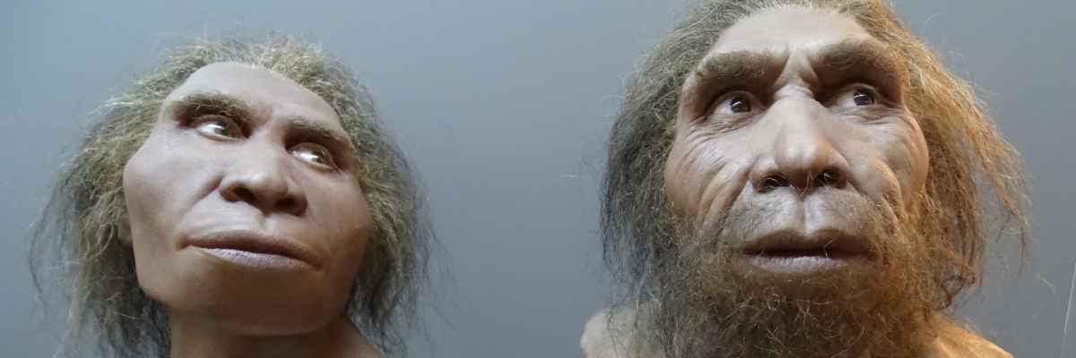 Steinzeit in Georgien: Schädel des Homo Erectus vor 1,77 Mio Jahren in Dmanissi - georgische Archäologie, Ausgrabungen, Stammbaum der Menschheit - georgische Geschichte